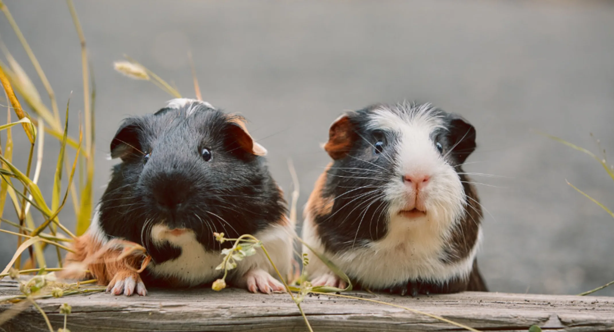 Two Guinea Pigs on a Wooden Plank